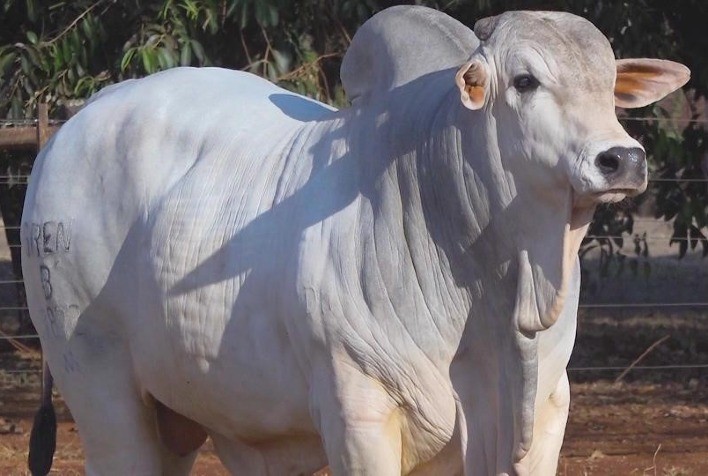 Genética provada torna a pecuária mais rentável e sustentável