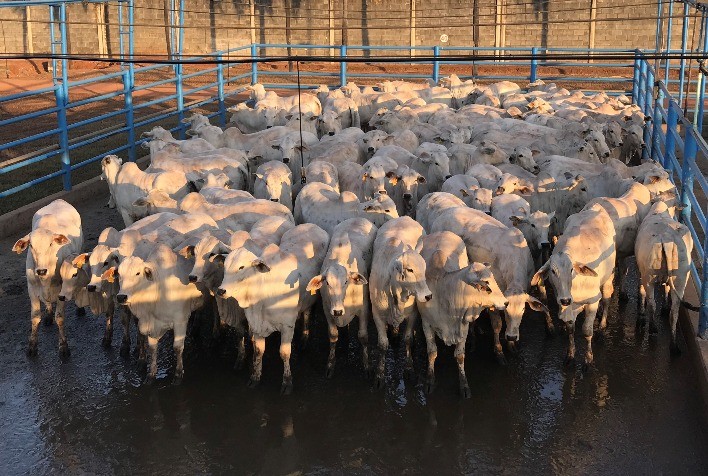 Goiânia (GO) recebe 566 animais para avaliação. Peso e cobertura de gordura são diferenciais da etapa do Circuito Nelore de Qualidade