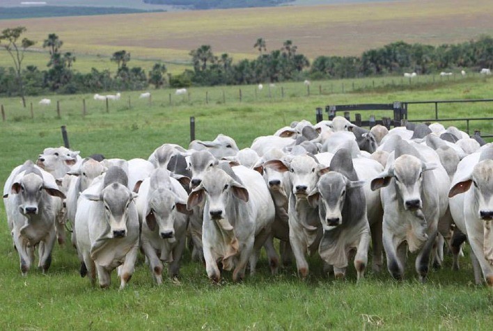 Pressão no mercado do boi gordo
