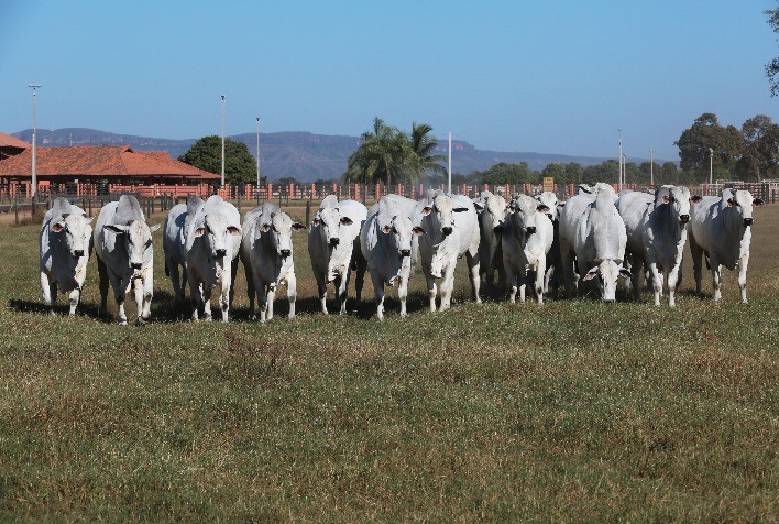 42º Megaleilão Anual Carpa comemora 50 anos da Carpa Serrana com superoferta de animais de alta qualidade