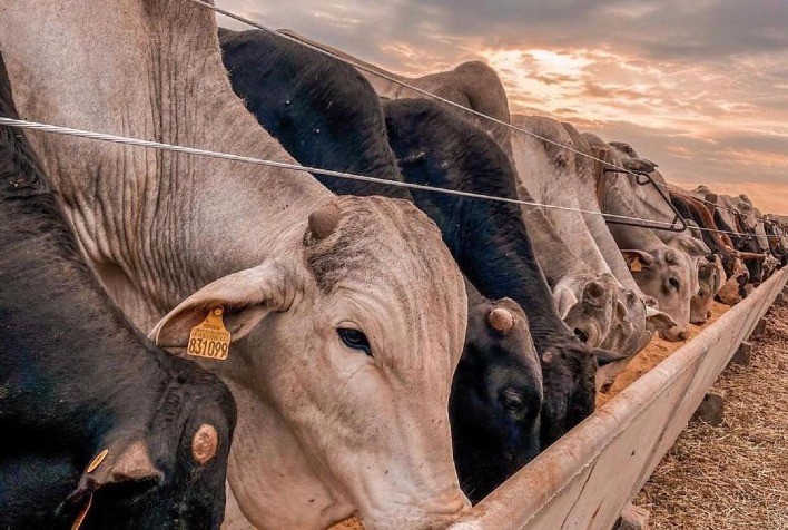 4M: ferramenta para avaliar variáveis para otimizar o processo e potencializar os ganhos no confinamento