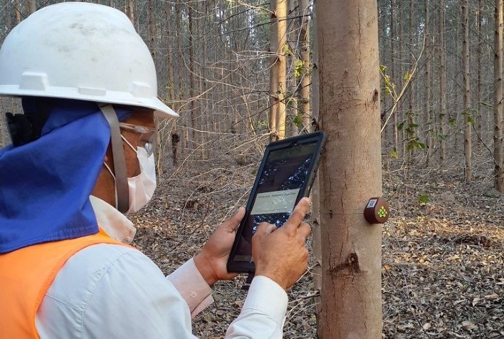 Veracel implementa sensores IoT para monitoramento do crescimento de suas florestas de eucalipto