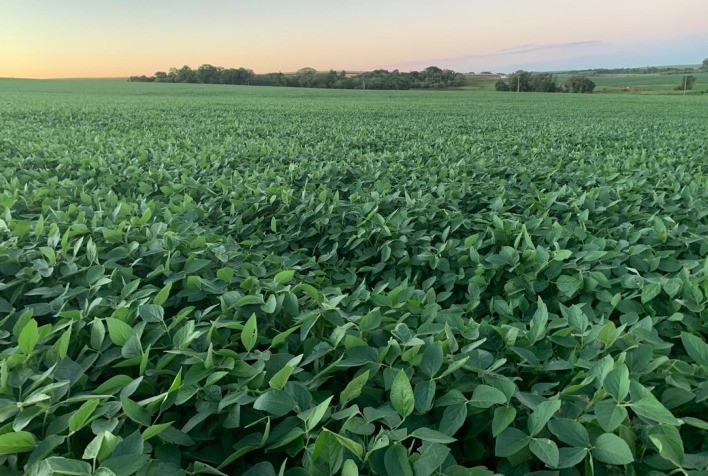 Grupo Vittia lança programa de coinoculação e proteção turbo para soja