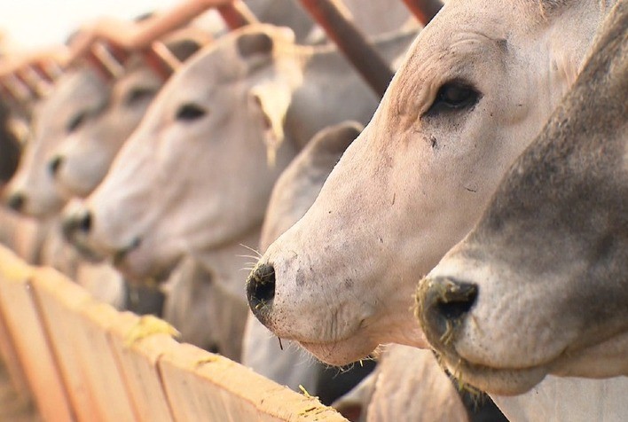 Tecnologia na pecuária já permite engordar o gado sem a fase de adaptação