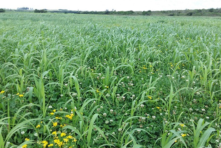 Embrapa disponibiliza sementes de capim-sudão para produtores habilitados