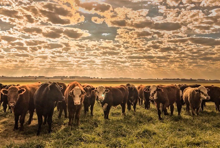 Recuos de preços no mercado do boi gordo