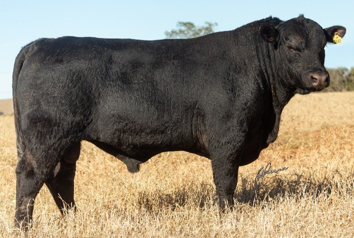 Fazenda Rio da Paz coloca em pista touro vencedor do Supremacia Genética