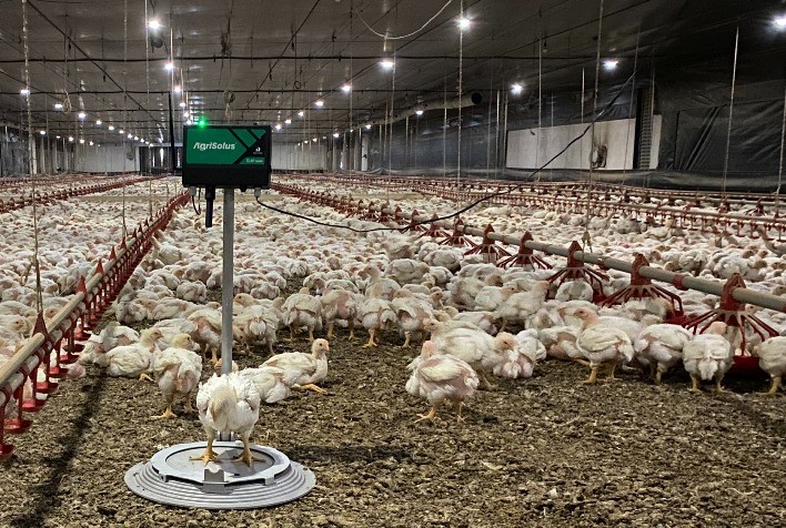 Parceria entre Ultragaz e a paranaense Agrisolus leva sofisticadas soluções de Inteligência Artificial à avicultores