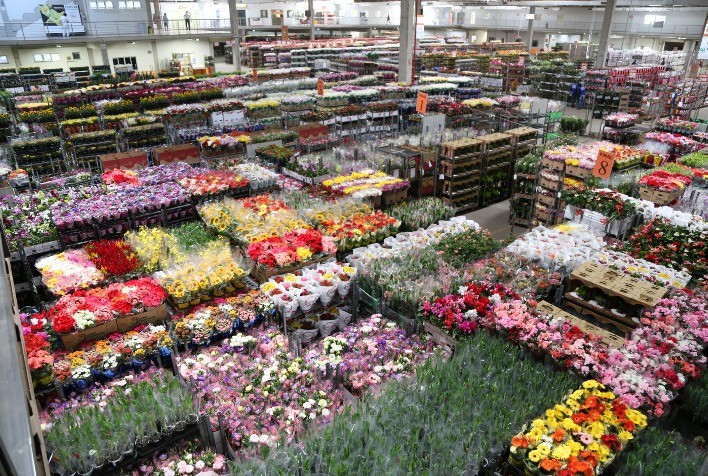Cooperativa de flores classifica projetos sustentáveis como "bons negócios"