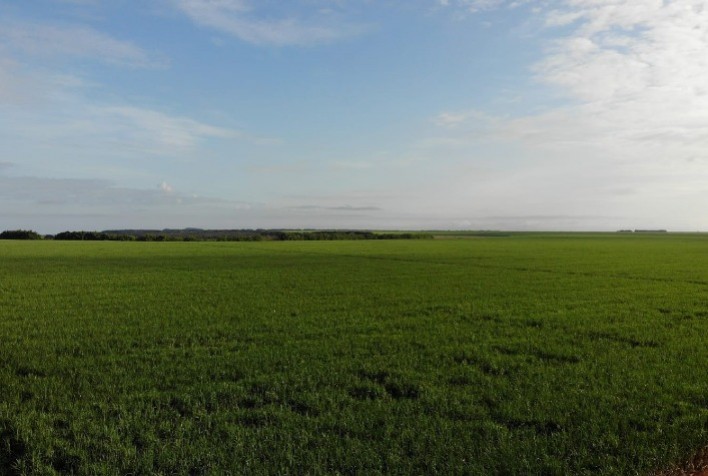 BrasilAgro fecha safra 2020/21 com maior receita líquida da história