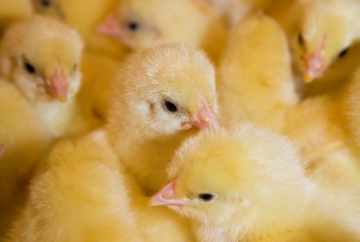 Variante brasileira do vírus de Gumboro, cepa G15 afeta desempenho zootécnico de aves e impacta produção