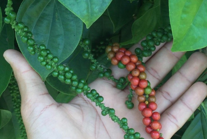 Pimenta-do-reino melhora renda de agricultores familiares de Ataléia, no Vale do Mucuri