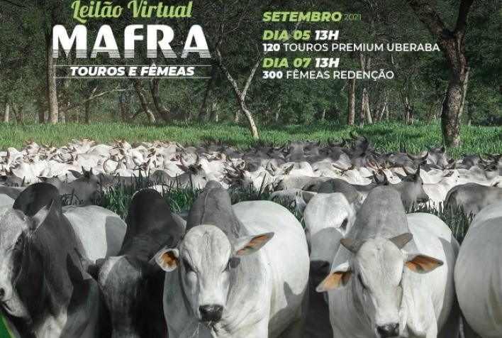 Fêmeas e touros avaliados pelo PMGZ estão na oferta da Mafra Agropecuária, em dois dias de leilão