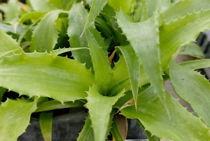 Nova metodologia com crioterapia elimina vírus em plantas de abacaxizeiro