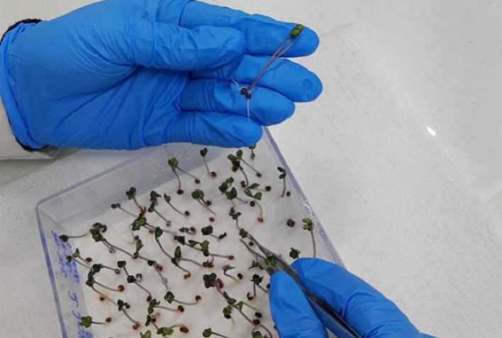 Cientistas combinam imagens multiespectrais com raios X para analisar sementes