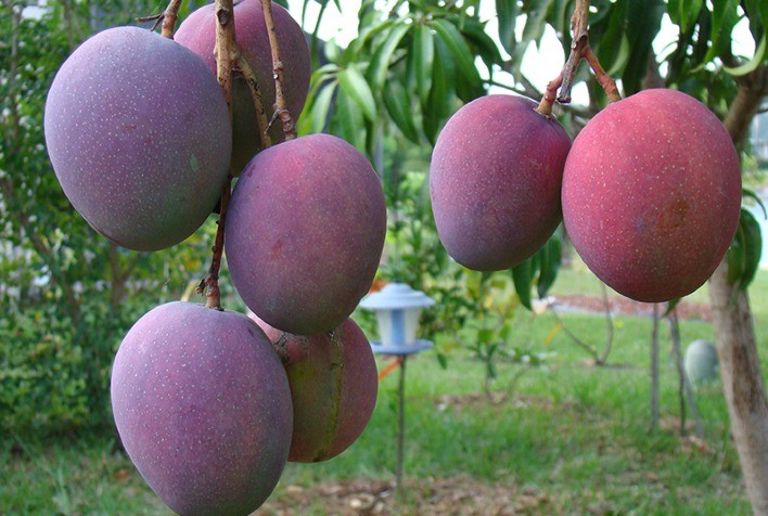 Manga: Preço da tommy no mercado interno segue beneficiado pelo externo