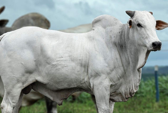 Touros Nelore CEIP da Alta figuram entre líderes dos mais importantes Sumários