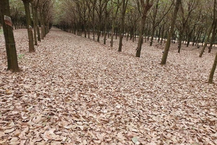 Pesquisadores da APTA Regional orientam para prevenção de incêndios em seringais