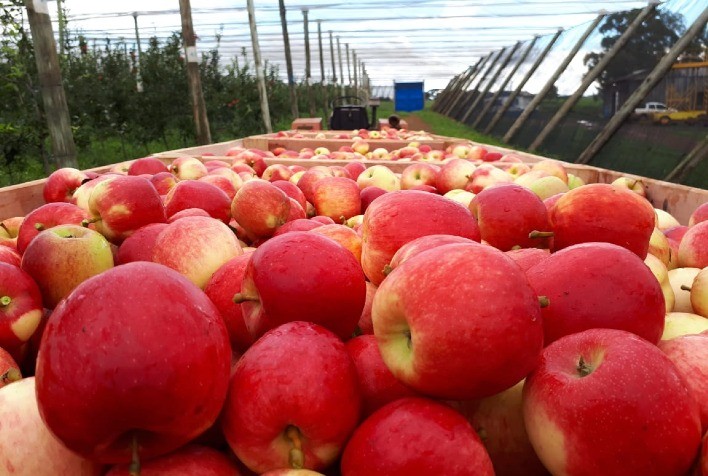 Manzanas siendo cuidadosamente seleccionadas en un centro de distribución