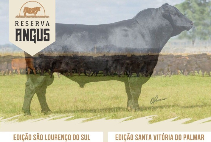 Reserva Angus fará oferta de 45 touros em São Lourenço do Sul e em Santa Vitória do Palmar