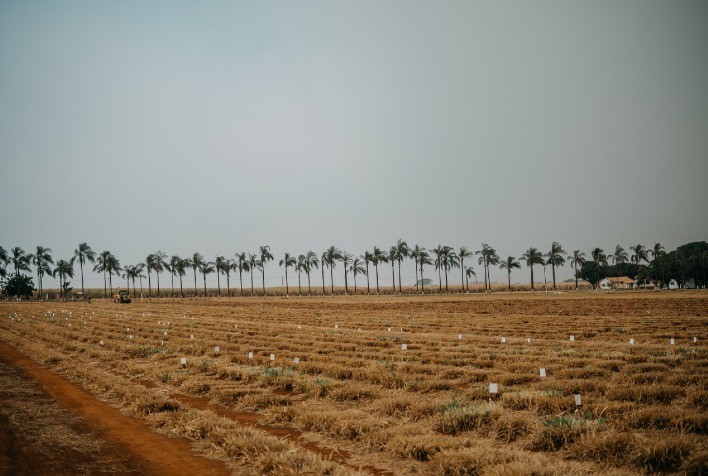 Desenvolvimento genético de forrageiras de alto desempenho demora mais de uma década