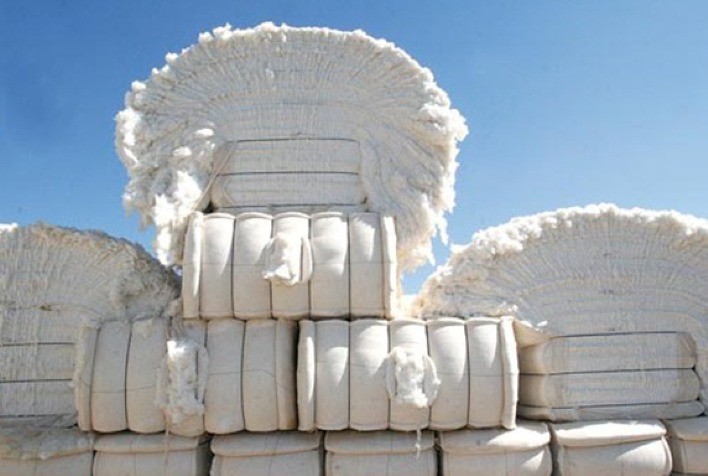 USDA estima safra 2021/22 de algodão da Índia em 28,3 milhões de fardos