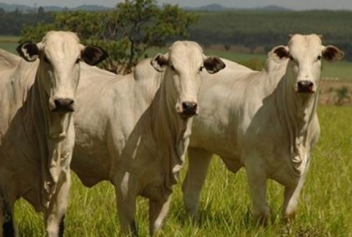 Boi gordo: mercado travado