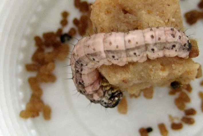 Mercado de biolagarticidas cresceu 113% no Brasil