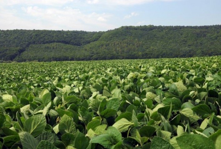 Refúgio estruturado na soja é um aliado para o futuro produtivo das biotecnologias