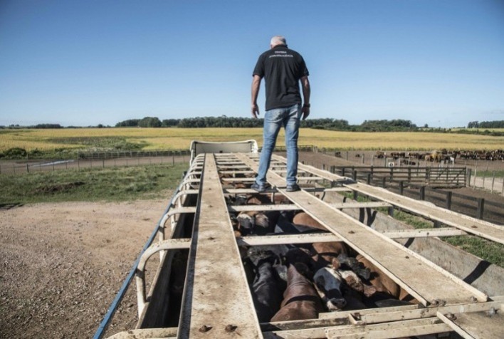 Mobilização dos caminhoneiros complica o transporte de bovinos