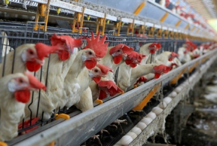 Estudo avalia o aumento na concentração de selênio em ovos de aves suplementadas com Yes-Minerals Selênio 5.000