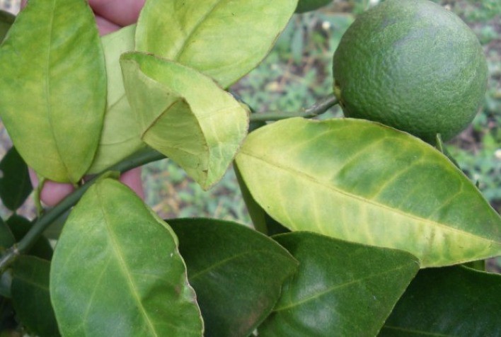 Avança manejo biológico do greening