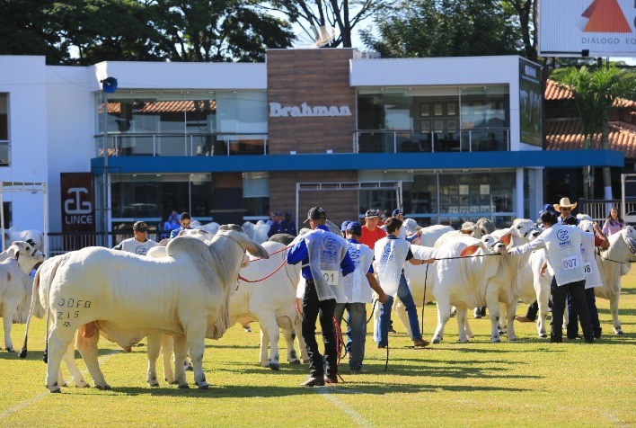 Inscrições abertas para a ExpoBrahman 2021
