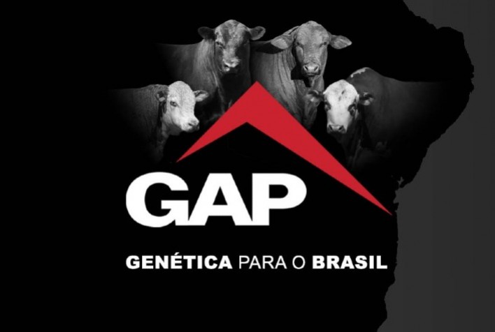 Leilão Virtual GAP colocará 140 exemplares Angus em pista