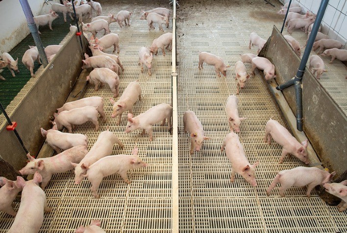 Digestibilidade de proteínas é fator primordial para uma correta nutrição de suínos