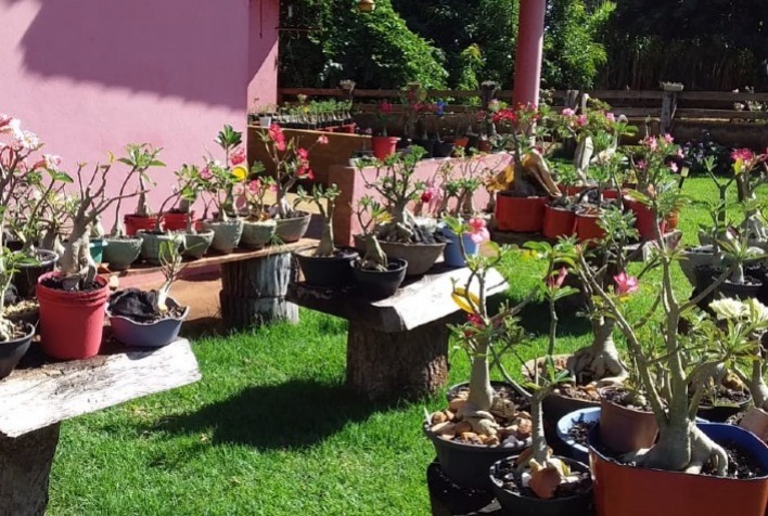 No Triângulo Mineiro, casal busca diversificar propriedade com a produção e venda de plantas