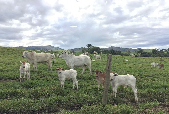 Manejo de nascimento em propriedades de cria: quais os primeiros cuidados com a vaca e o bezerro?