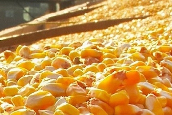 Milho: 2021 será encerrado com o menor estoque de milho das cinco últimas safras