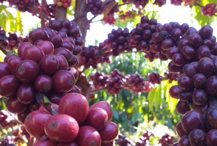 Safra de café soma 48,9 milhões de sacas de 60 kg