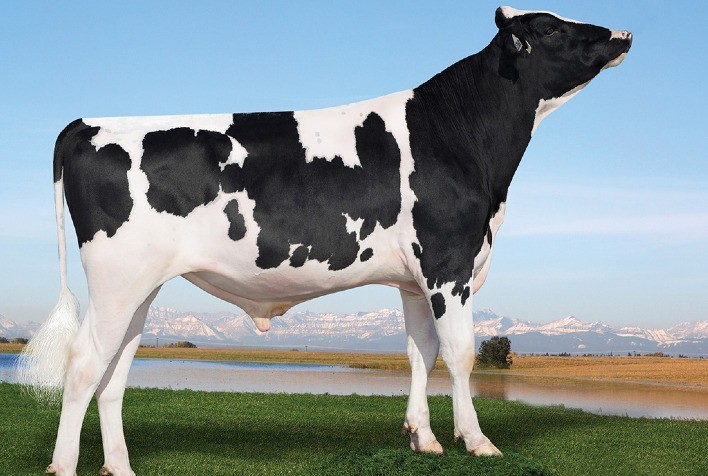 Nova prova de leite importado coloca touros da Alta entre os destaques