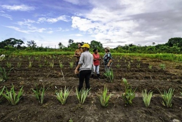 Projeto de algodão em agrofloresta quer transformar a indústria têxtil no Brasil