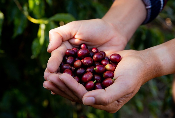 Café: Mesmo após recuo forte nos embarques, NY abre caindo mais de 1% nesta 3ª