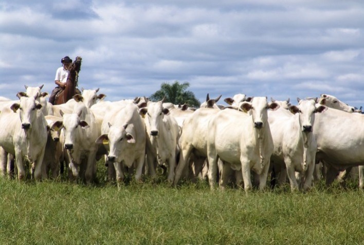 Soja, milho e carne bovina puxam valor da produção agropecuária, que supera R$ 1,1 trilhão para este ano