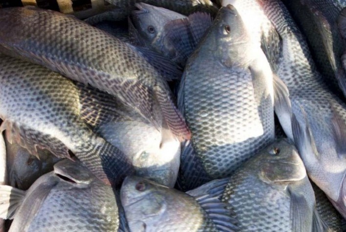 Peixes de cultivo não provocam a doença da Urina Negra
