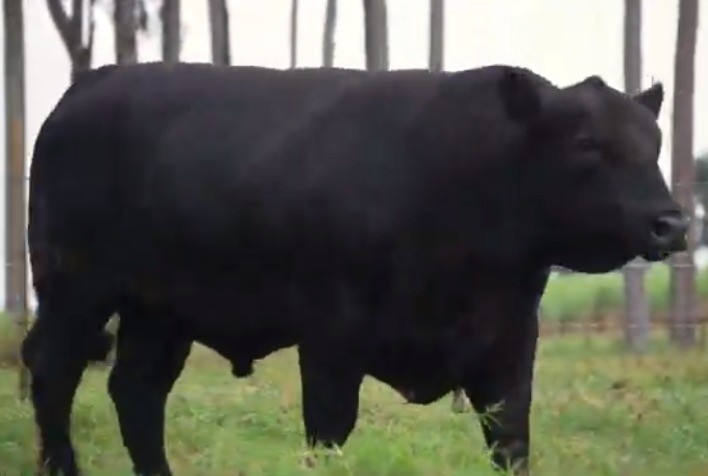 Rio da Paz comercializa cota de 50% de reprodutor Angus por R$ 114 mil