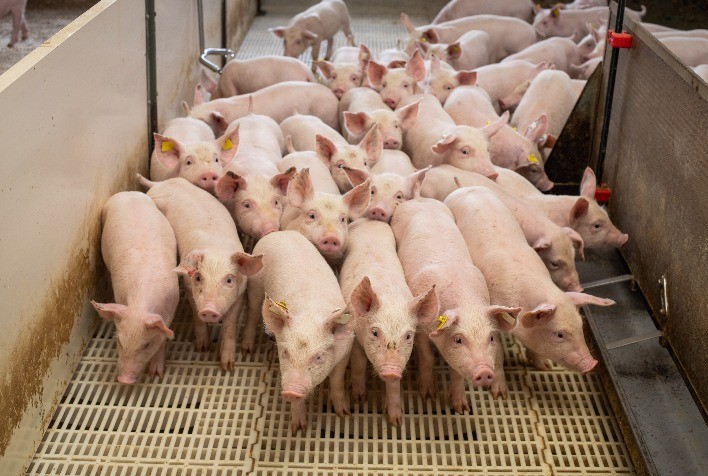 Precisão de diagnóstico sanitário também depende de qualidade das amostras laboratoriais, alerta SANPHAR/IPEVE