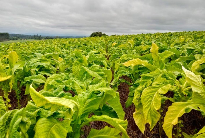 Parceria promove manejo biológico do tabaco para 4,2 mil produtores