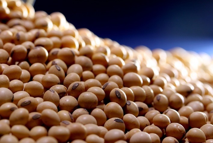 Venda futura da próxima safra de soja de Mato Grosso chega a 39%