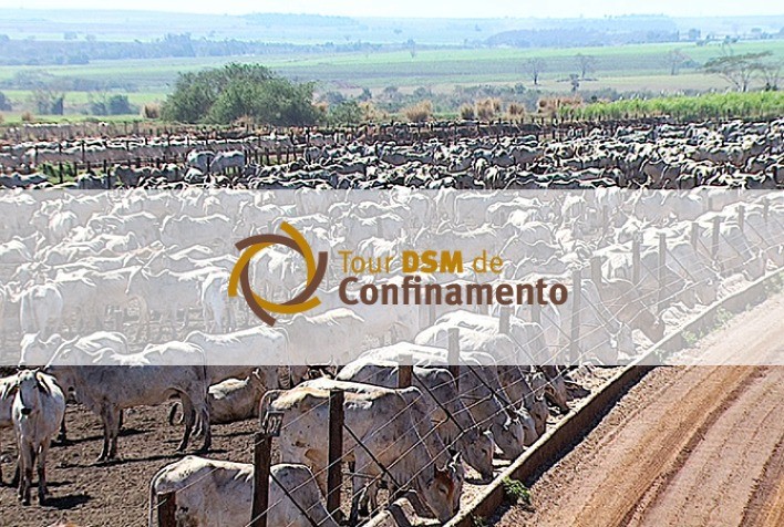 Tour DSM de Confinamento 2021 mostra resultados de 10 produtores em 4 etapas