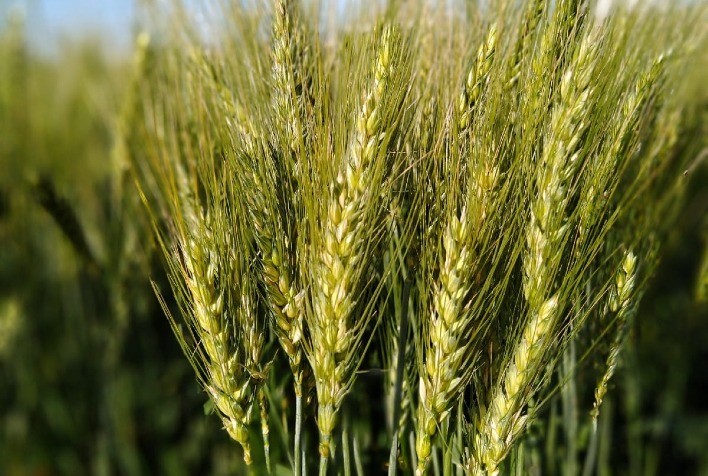 Precocidade e alto rendimento são características de novo trigo BRS Jacana